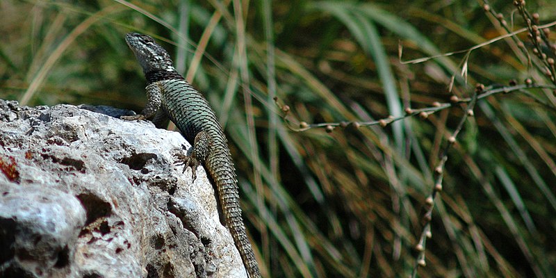 File:Sceloporus torquatus mikeprestoni, Torquate Lizard, Tamaulipas.jpg