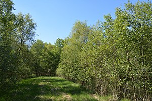 Schleswig-Holstein, Tellingstedt, Landschaftsschutzgebiet Großes Moor Kätner Moor NIK 7044.jpg