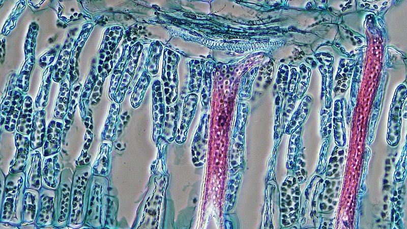 File:Scleroid support in the hydrophyte leaf (35228408416).jpg