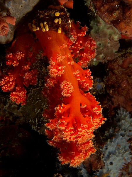 File:Scleronephthya sp. (Red with white polyp soft coral).jpg