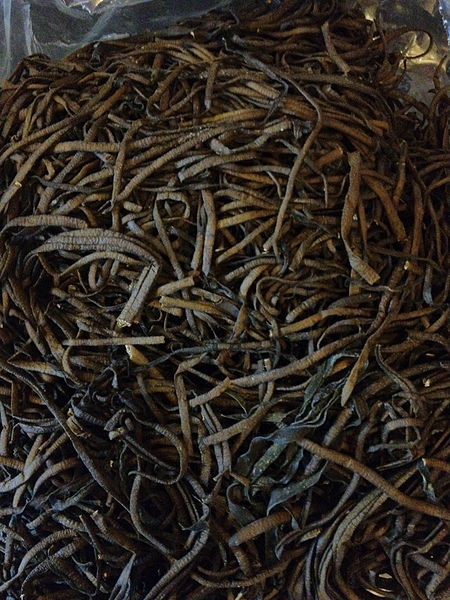 File:Sea Spaghetti seaweed.jpg