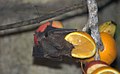 Sebas short-tailed fruit bat (4530714213).jpg
