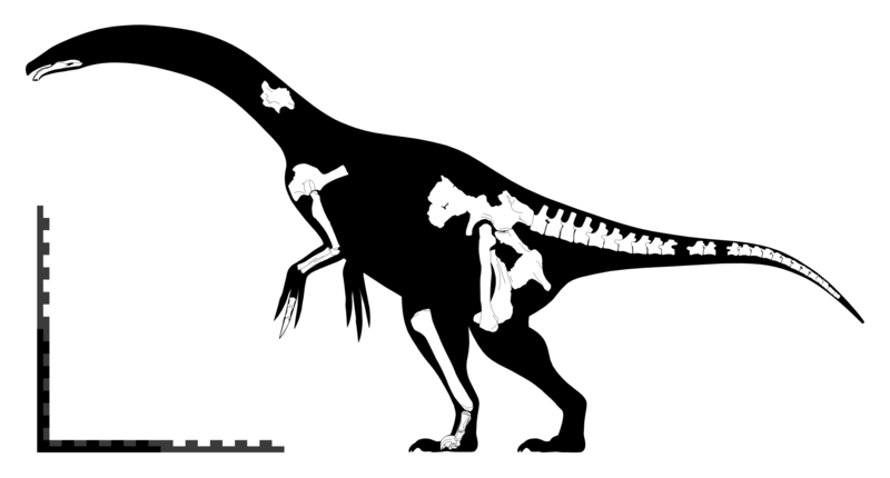 File:Segnosaurus skeletal.png