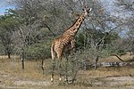 Giraff