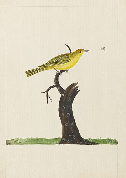 File:Setophaga petechia (Linnaeus) yellow warbler - Ann Lee - 107-1973-13.jpg