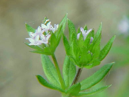 Sherardia arvensis2.jpg