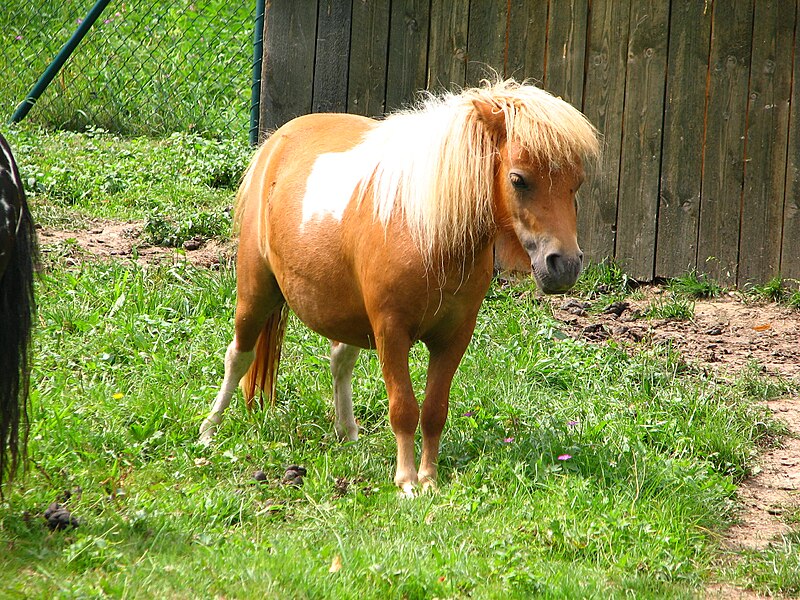 File:Shetland.pony-05-Castolovice.jpg