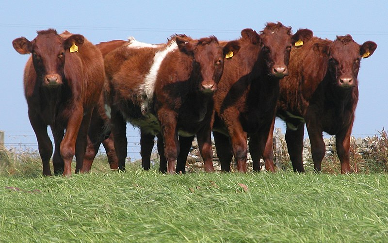 File:Shorthorn Heifers DSCN2089b.jpg