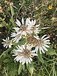 Silphium albiflorum