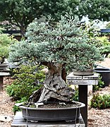 «Western Juniper » eller «Sierra Juniper» (Juniperus occidentalis var. australis).