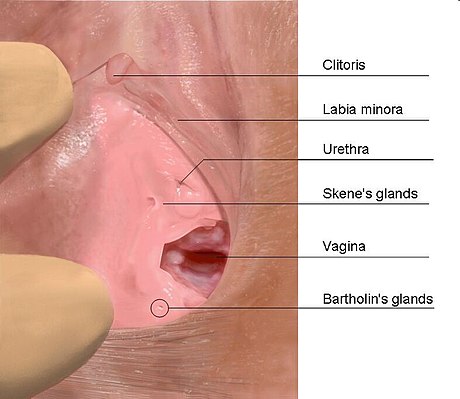 Bartholin's gland