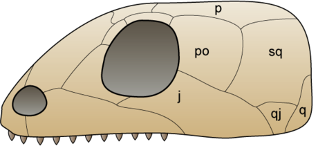 Anapsiden