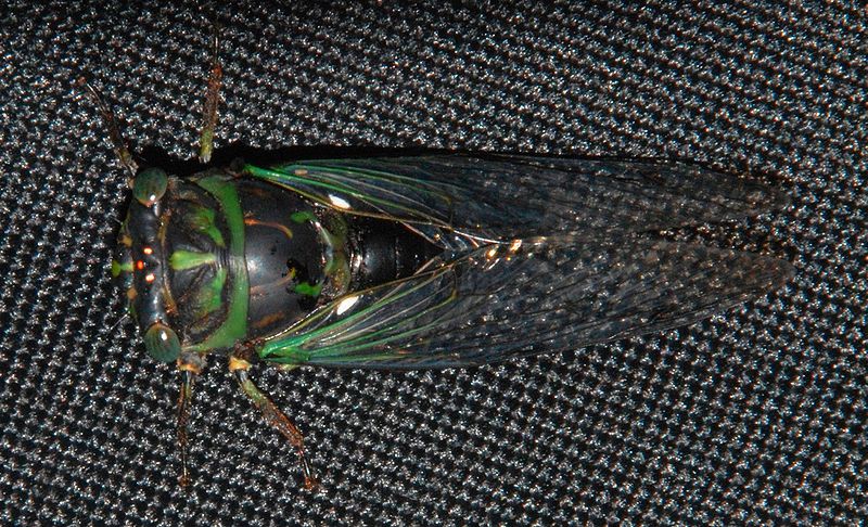 File:Smoke Hole - Tibicen cicada 1.jpg