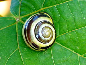 Snail 0075.jpg