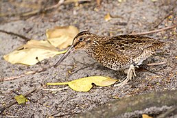 Баранець субантарктичний (Coenocorypha huegeli)