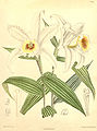 Sobralia leucoxantha plate 7058 in: Curtis's Bot. Magazine (Orchidaceae), vol. 115, (1889)