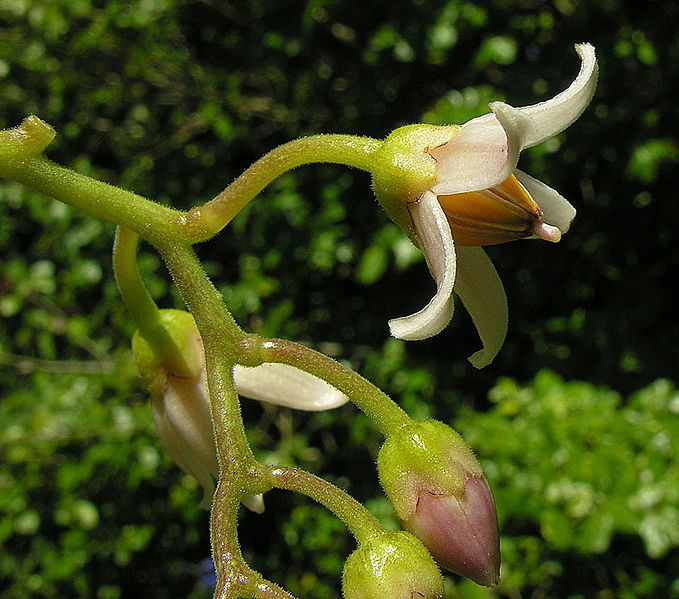 File:Solanum betaceum, flower of the Tree Tomato (11396986385).jpg