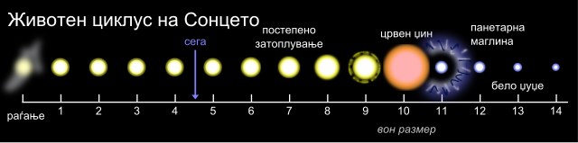 Фазите на животниот циклус на Сонцето.