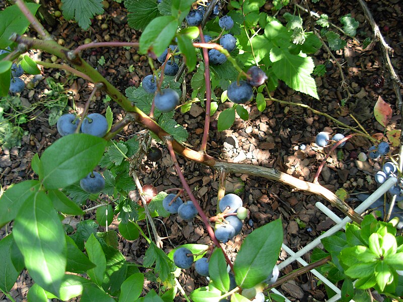 File:Some blueberries 2007 3.JPG