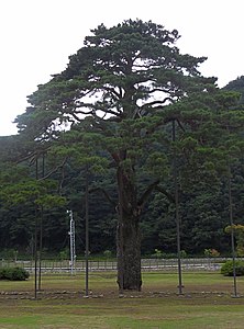 한국어: 속리의 정이품송