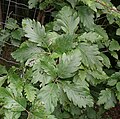 Leutenbacher Mehlbeere (Sorbus hohenesteri)