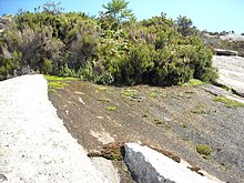 Nel tragitto tra le rovine del mulino e Cala Maestra è presente una sorgente d'acqua, dove vive il rospo endemico. L'acqua non è potabile per l'elevata concentrazione di Arsenico