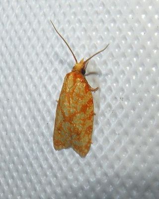 <i>Sparganothis sulfureana</i> Species of moth