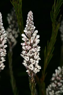 <i>Spatalla propinqua</i> Species of plant