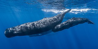 File:Sperm whale pod.jpg - Wikimedia Commons