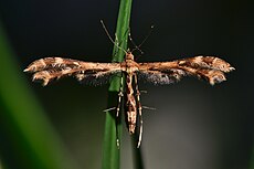 Spenarches anisodactylus - Geranium Plume Moth.jpg