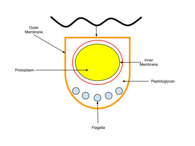 Cross section of a spirochaete cell