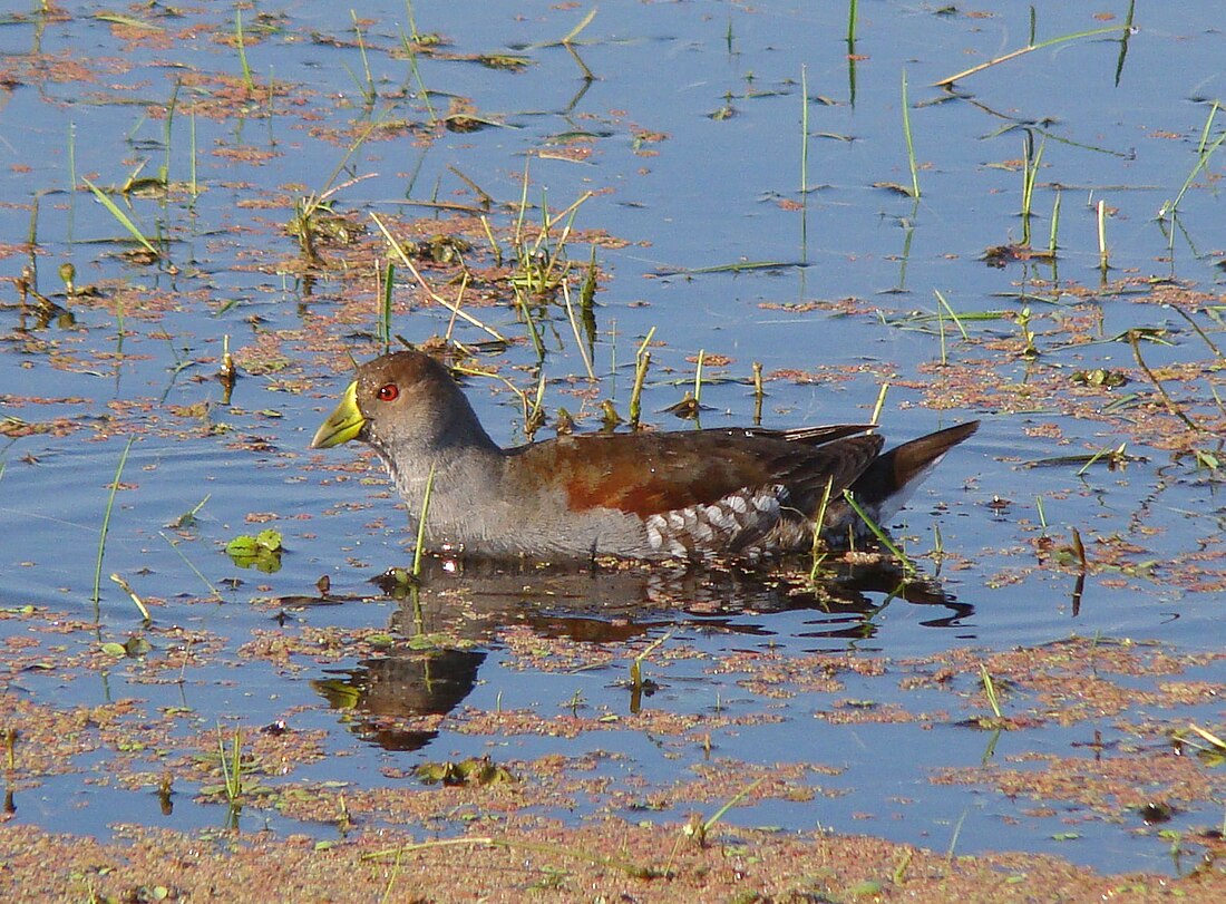 Gallinula melanops