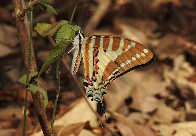 File:Spot Swordtail Graphium nomius by Dr. Raju Kasambe DSCN5144 (8).jpg