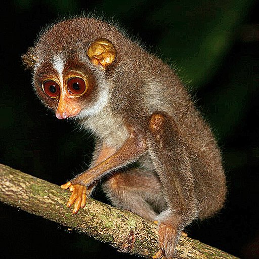 Sri Lankan Slender Loris 1