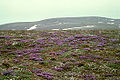 Tundra auf St. Matthew mit der Purpur-Spitzkiele (Oxytropis nigrescens)