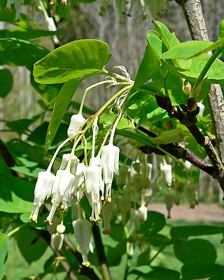 <i>Staphylea bolanderi</i> Species of tree