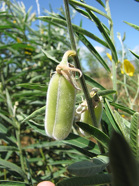 File:Starr-090814-4351-Crotalaria juncea-seedpods-Mokulele Hwy-Maui (24604676229).jpg