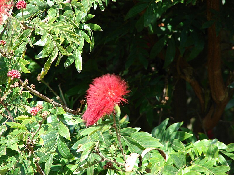 File:Starr 070111-3346 Calliandra haematocephala.jpg