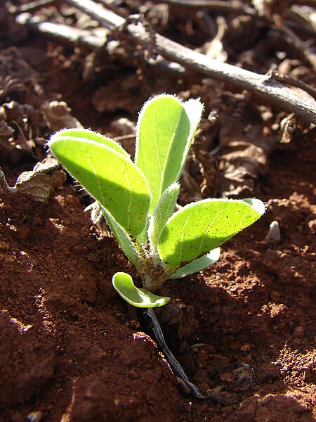 File:Starr 080210-2744 Jacquemontia ovalifolia subsp. sandwicensis.jpg