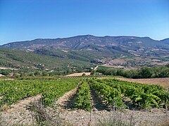 vignoble IGP of Côteaux-des-Baronnies à Sainte-Jalle