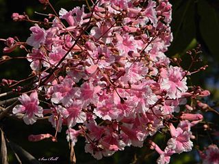 <i>Stereospermum kunthianum</i> Species of shrub