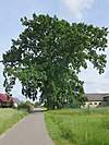 English oak in temple fields 01.JPG