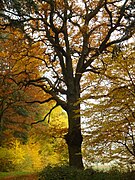 Pedunculate oak in the back forest