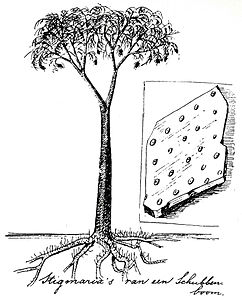 Rekonstruksi Lepidodendron oleh ahli konservasi Belanda Eli Heimans (1911)