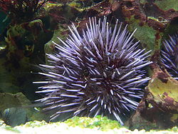 Eĥino Strongylocentrotus purpuratus en akvario