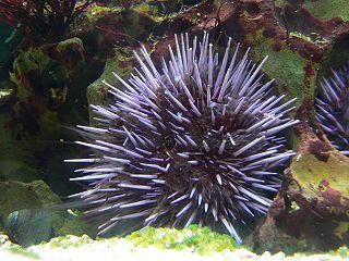 <i>Strongylocentrotus</i> Genus of sea urchins