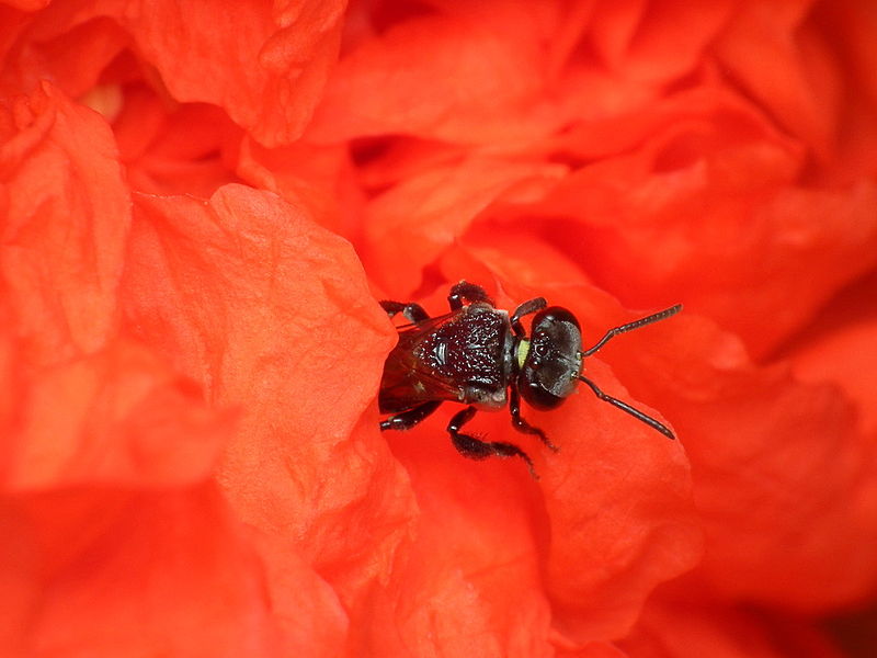 File:Sugarbag bee in red flower.jpg