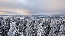 A Haanja-dombság látképe a Suur Munamägi tetején álló toronyból nézve télen