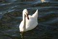 A swan having a swim in a lake in Hyde Park