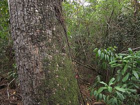 Swietenia mahagoni, Everglades NP 1.jpg